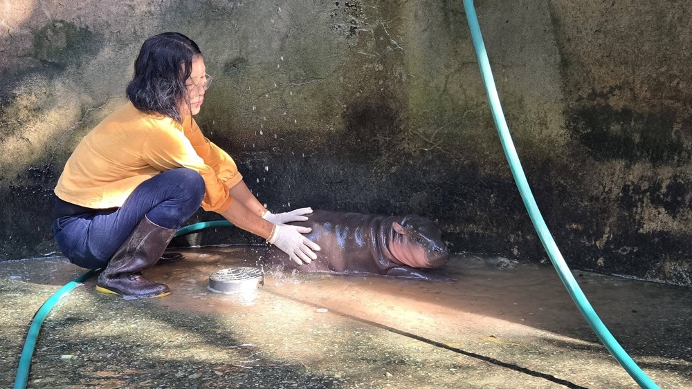 baby hippo