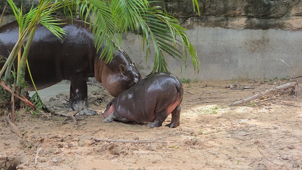 baby hippo