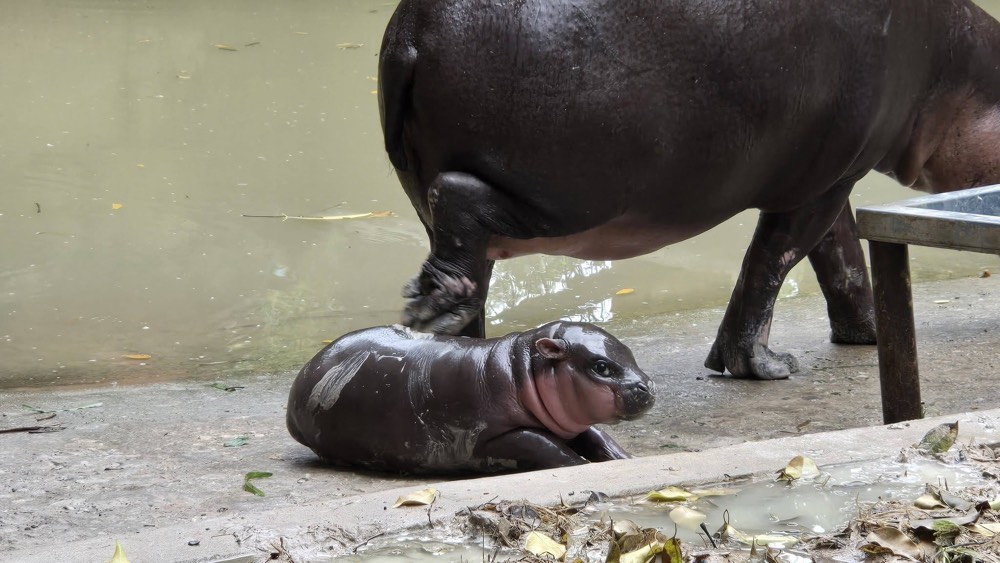 baby hippo