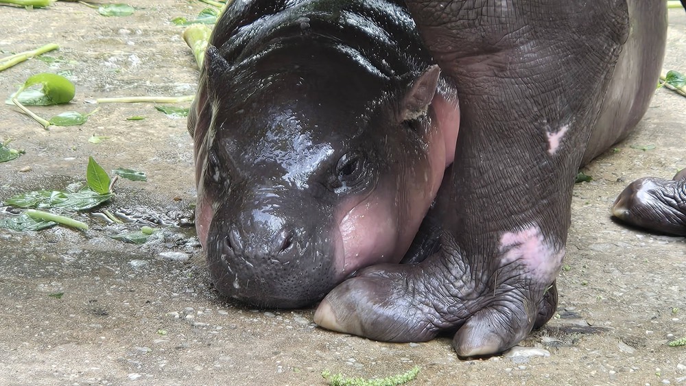 baby hippo