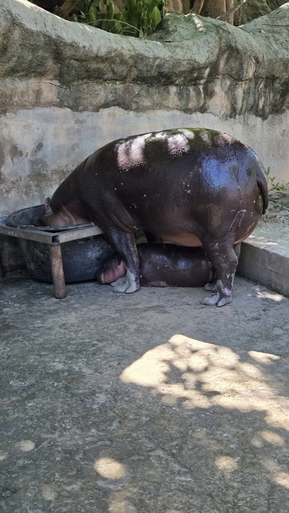 baby hippo