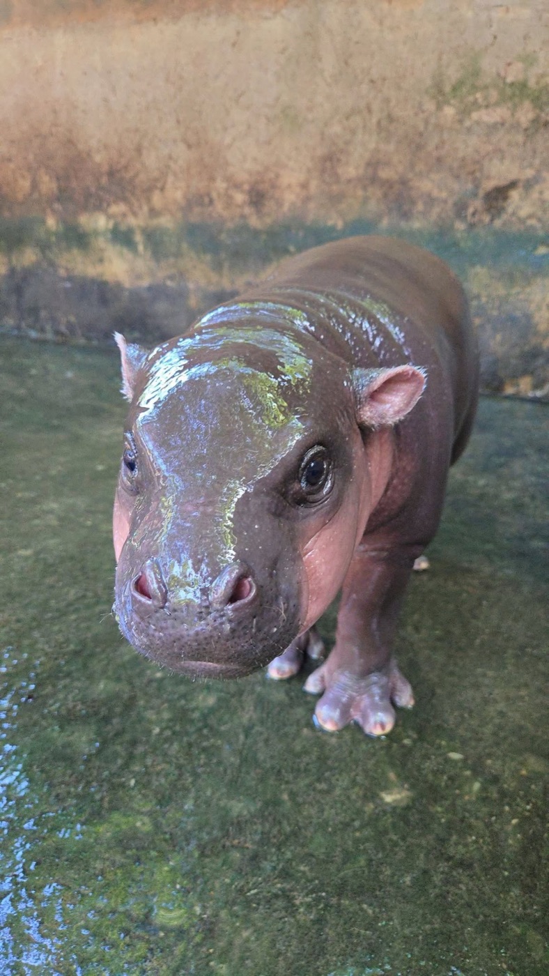 MOO NAM TOK baby pygmy hippo